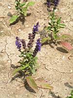 Salvia superba 'Merleau' (2) (Photo F. Mrugala)